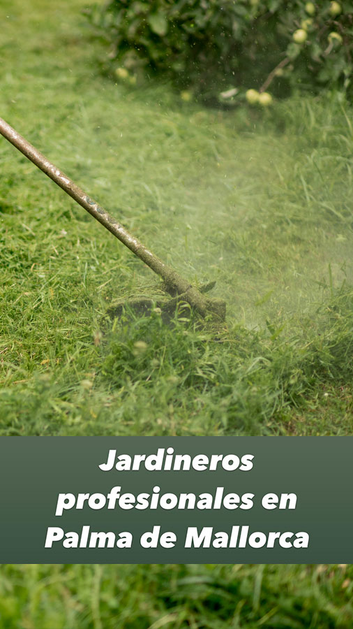 limpieza y desbroce de fincas y parcelas en palma mallorca