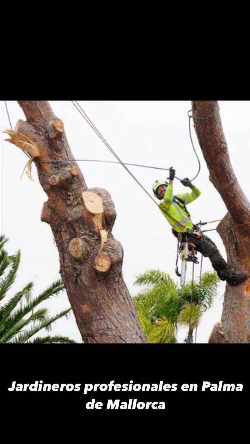 Poda y tala de árboles Palma Mallorca