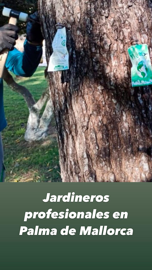  tratamientos pinos y palmeras plagas Mallorca